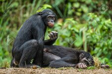 94248332-gody-bonobo-bonobo-pan-paniscus-dawniej-zwany-szympansem-karłowatym-rzadziej-szympansem.jpg