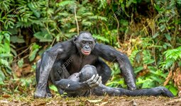 94255024-gody-bonobo-bonobo-pan-paniscus-dawniej-zwany-szympansem-karłowatym-rzadziej-szympansem.jpg