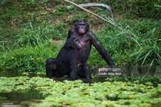 gettyimages-612304190-2048x2048.jpg