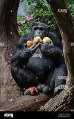 01-september-2020-lower-saxony-osnabrck-chimpanzee-lobo-16-sits-in-his-enclosure-in-the-osnabr...jpg