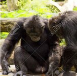 7341714-maå‚py-å¼ycia-w-zoo-singapuru.jpg