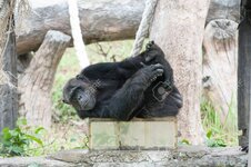 43081101-szympans-w-zoo.jpg