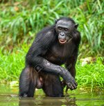 181114326-bonobo-stojący-w-wodzie-szuka-owoców-które-wpadły-do-wody-las-deszczowy-naturalna-zi...jpg