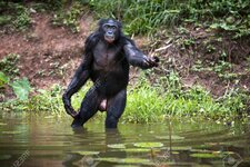224104612-małpa-bonobo-łowiąca-ryby-w-stawie-w-demokratycznej-republice-konga.jpg