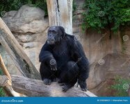 adult-chimpanzee-sitting-th-ground-205048631.jpg