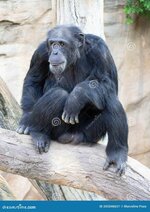 adult-chimpanzee-sitting-trunk-205048651.jpg