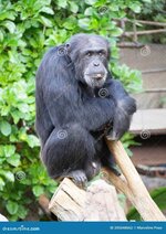 adult-chimpanzee-sitting-trunk-205048662.jpg