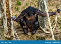 bonobo-closeup-showing-its-genitals-human-ape-pygmy-chimpanzee-endangered-animal-specie-africa...jpg