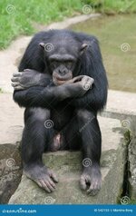 chimpanzee-542155.jpg