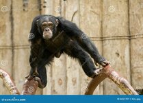 chimpanzee-4651701.jpg
