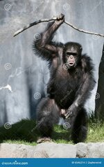 chimpanzee-6546214.jpg