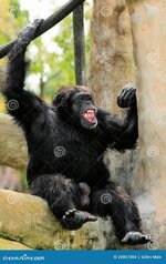 chimpanzee-20007384.jpg