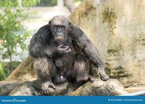 chimpanzee-bangkok-thailand-photo-taken-park-92125468.jpg