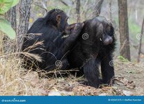 chimpanzee-being-groomed-male-chimp-one-his-allies-43541375.jpg