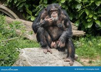 chimpanzee-chimpanzee-photo-taken-local-zoo-98183628.jpg