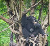 chimpanzee-couple-tree-57339568.jpg