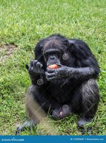 chimpanzee-eats-tomato-sunny-day-male-chimpanzee-sits-green-grass-eating-tomato-sunny-day-1228...jpg