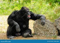 chimpanzee-laughing-20737658.jpg
