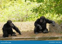 chimpanzees-20248698.jpg