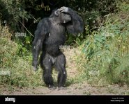 chimpanzee-standing-at-edge-of-forest-with-hand-over-face-D1F00A.jpg
