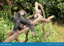 chimpanzee-uganda-14728627.jpg
