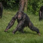 Chimp-in-the-zoo-square-2-768x768.jpg