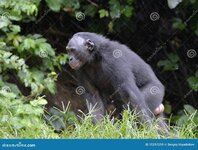 close-up-bonobo-natural-habitat-green-natural-background-pan-paniscus-earlier-being-called-pyg...jpg