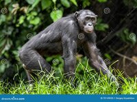 close-up-portrait-bonobo-pan-paniscus-green-natural-background-democratic-republic-congo-afric...jpg
