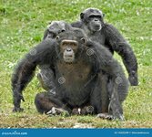 family-chimpanzees-14325309.jpg