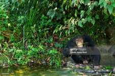 gettyimages-591072716-2048x2048.jpg