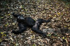 gettyimages-675003806-2048x2048.jpg