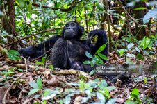 gettyimages-849384516-2048x2048.jpg