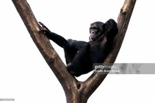 gettyimages-1385921901-2048x2048.jpg