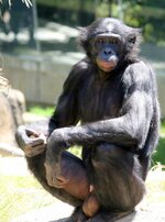 Juvenile_male_bonobo_2003_CALVIN.jpg