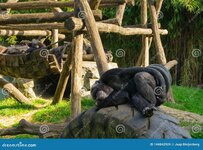 lazy-common-chimpanzee-laying-car-tire-scratching-its-behind-popular-zoo-animals-lazy-common-c...jpg