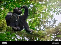 low-angle-view-of-a-solitary-wild-male-chimpanzee-pan-troglodytes-sitting-on-a-tree-branch-in-...jpg