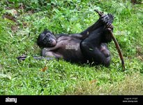 male-bonobo-lying-on-his-back-and-playing-with-a-stick-2F63JXF.jpg