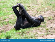 male-bonobo-resting-his-back-stretching-legs-portrait-lola-ya-sanctuary-near-kinshasa-congo-re...jpg