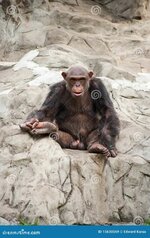 male-chimpanzee-15630569.jpg