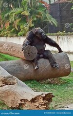 male-chimpanzee-pan-troglodytes-resting-wooden-trunk-zoo-also-known-as-robust-simply-chimp-spe...jpg