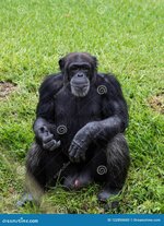 male-chimpanzee-sits-green-grass-facing-camera-sunny-day-chimpanzee-making-eye-contact-sunny-d...jpg