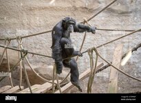 osnabruck-zoo-germany-01-september-2020-lower-saxony-osnabrck-chimpanzee-lome-19-is-sitting-in...jpg