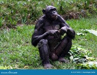 portrait-sitting-male-bonobo-eating-twig-lola-ya-sanctuary-near-kinshasa-congo-republic-214718...jpg