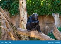 pygmy-chimpanzee-sitting-tree-zoo-looking-camera-pygmy-chimpanzee-sitting-tree-zoo-looking-277...jpg