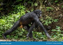 running-male-bonobo-natural-habitat-green-background-pan-paniscus-called-pygmy-chimpanzee-demo...jpg