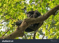 stock-photo-a-chimpanzee-in-the-budongo-forest-in-the-murchison-falls-national-park-1033526713.jpg