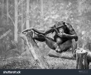 stock-photo-a-desolate-chimpanzee-in-an-artificial-zoo-environment-178532228.jpg