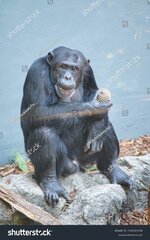 stock-photo-apes-resting-in-an-enclosure-in-new-south-wales-2105969198.jpg