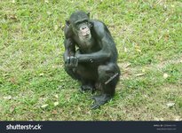 stock-photo-a-portrait-of-a-chimpanzee-2256441747.jpg