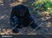 stock-photo-black-monkey-sitting-on-the-ground-2212319923.jpg